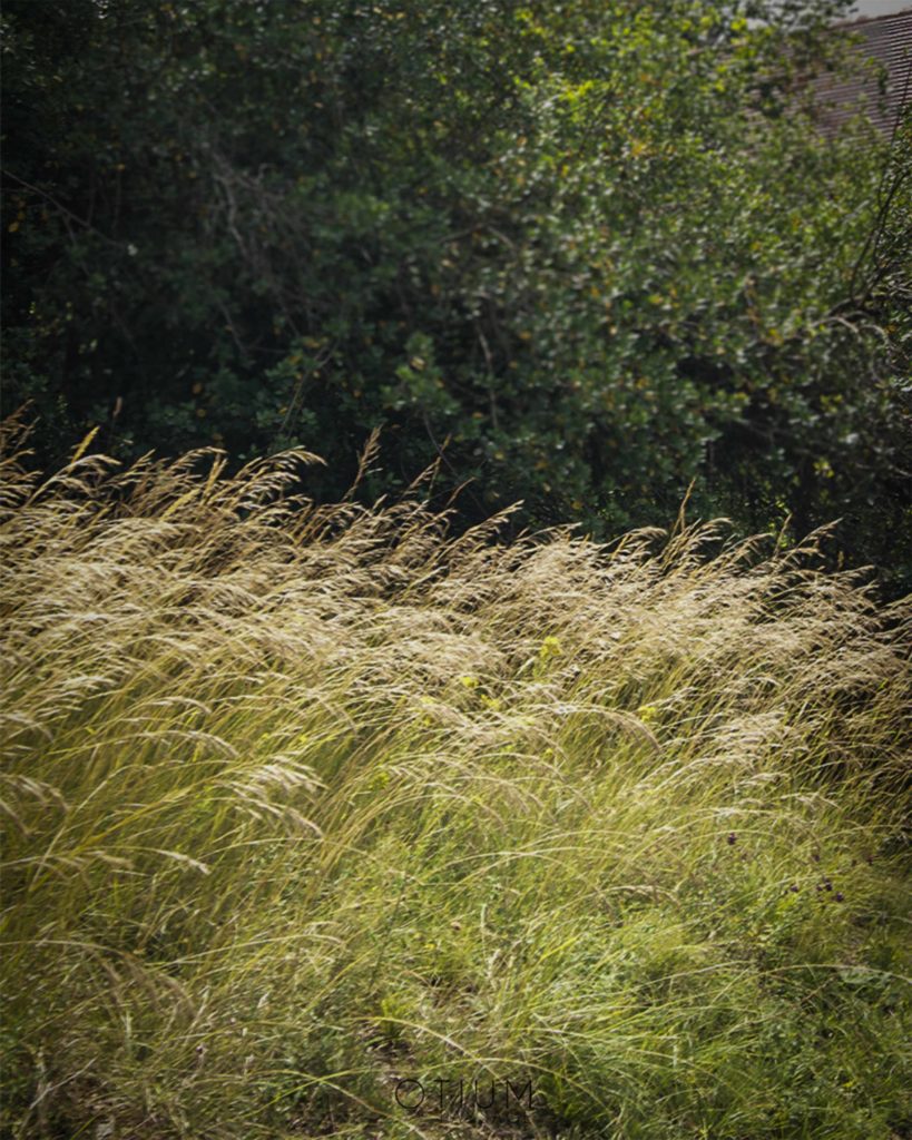 Aménagement de jardin à l'esprit sauvage avec graminées à Sarlat, conçu par Otium Paysage.