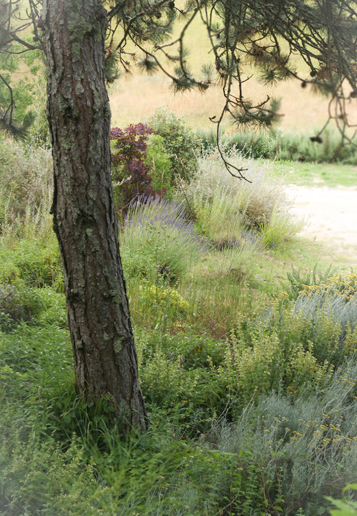 Aménagement d'un massif de plantes vivaces au pied d'un pin dans un jardin à Sarlat, par Otium Paysage.
