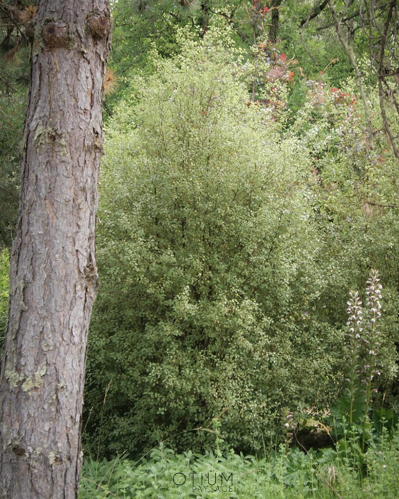 Plantation d'arbustes ornementaux dans un jardin en Dordogne, réalisée par Otium Paysage.